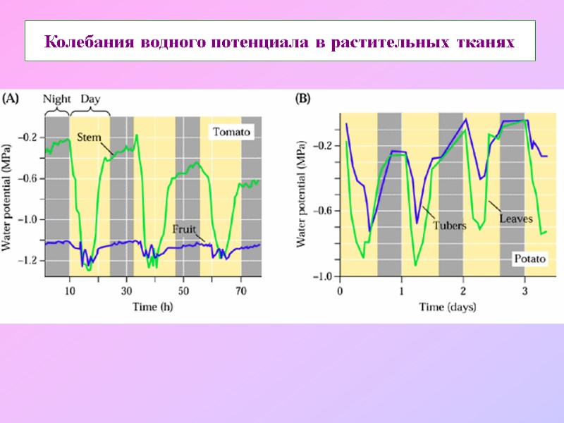 Колебания водного потенциала в растительных тканях